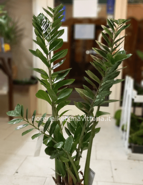 Pianta di zamioculcas