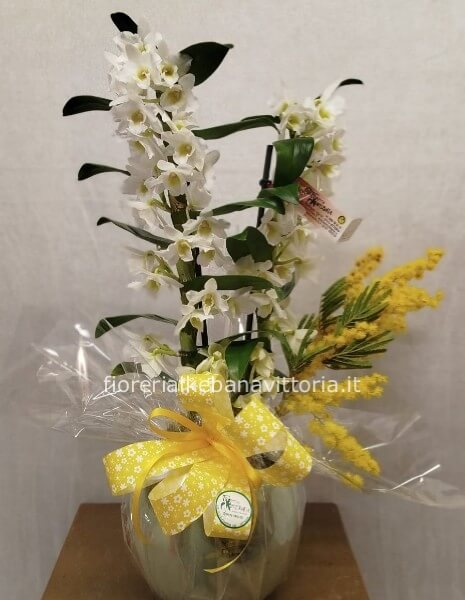 Orchidea dendrobium con vaso di ceramica