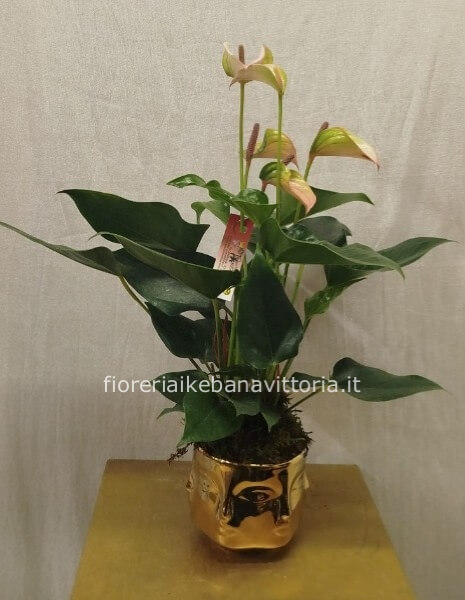 Anthurium con vaso faccia dorato