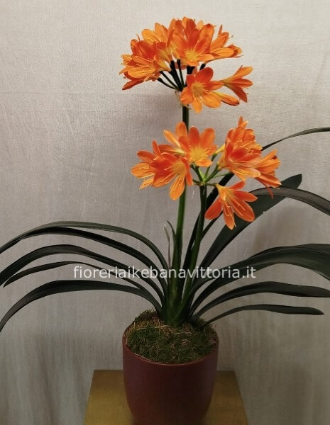 Pianta di clivia con vaso
